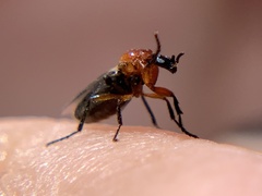 Dilophus occipitalis