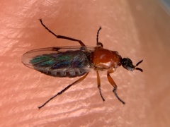 Dilophus occipitalis