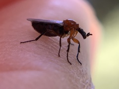 Dilophus occipitalis