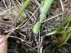 Actaea elata elata