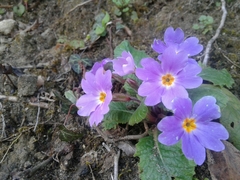 Primula vulgaris rubra