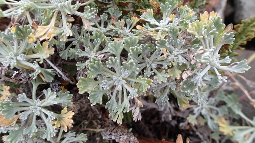Image of Artemisia alaskana by no rights reserved