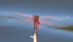 Celithemis bertha