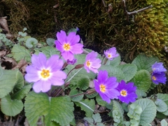 Primula vulgaris rubra