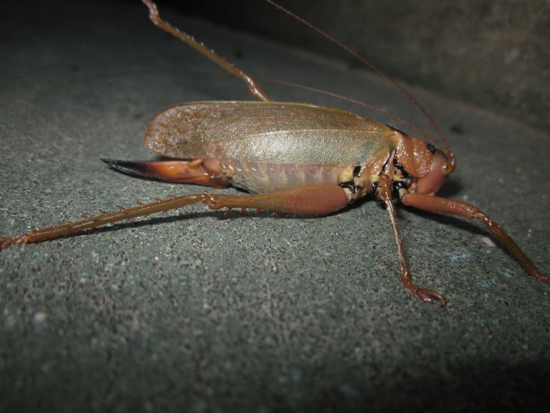 Incanotus