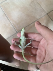 Anolis carolinensis