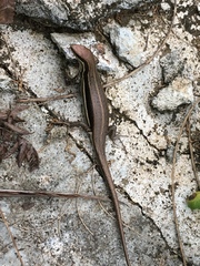 Trachylepis gravenhorstii