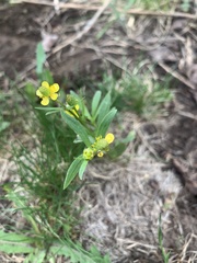 Ranunculus inamoenus