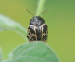 Calligrapha eupatris