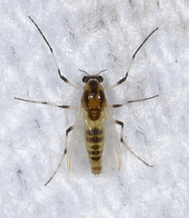 Cricotopus sylvestris