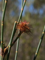 Allocasuarina distyla