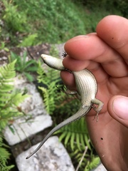 Trachylepis gravenhorstii
