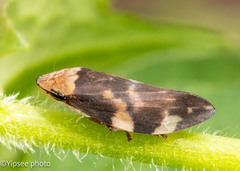 Ptyelinellus praefractus