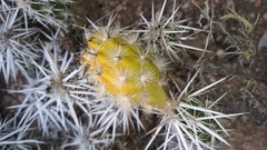Grusonia clavata