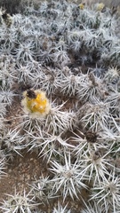 Grusonia clavata