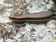 Trachylepis gravenhorstii