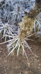 Grusonia clavata