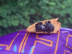 Ummidia