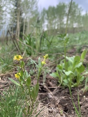 Ranunculus inamoenus