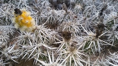Grusonia clavata