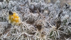 Grusonia clavata