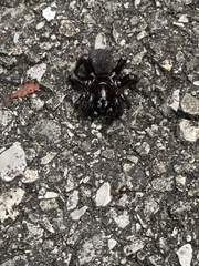 Ummidia