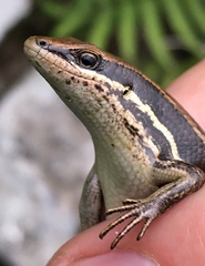 Trachylepis gravenhorstii