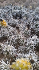 Grusonia clavata