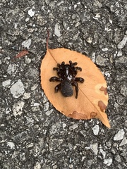 Ummidia