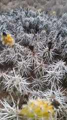 Grusonia clavata