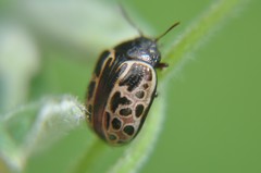 Calligrapha eupatris