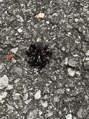 Ummidia