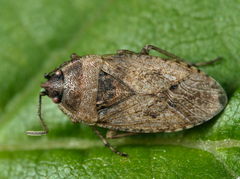 Emblethis denticollis