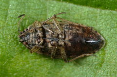 Emblethis denticollis