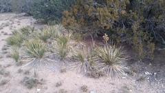 Yucca angustissima angustissima