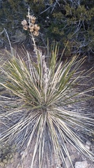 Yucca angustissima angustissima