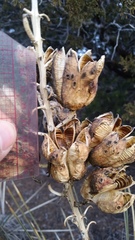 Yucca angustissima angustissima