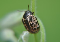 Calligrapha eupatris