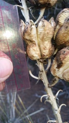 Yucca angustissima angustissima