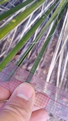 Yucca angustissima angustissima