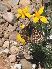 Euphydryas anicia