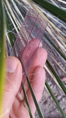 Yucca angustissima angustissima