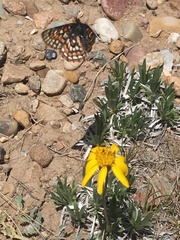 Euphydryas anicia