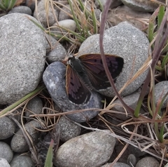 Lycaena boldenarum