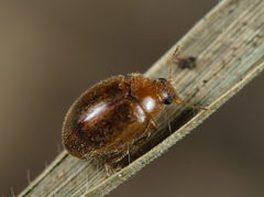 Rhyzobius litura