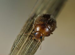 Rhyzobius litura