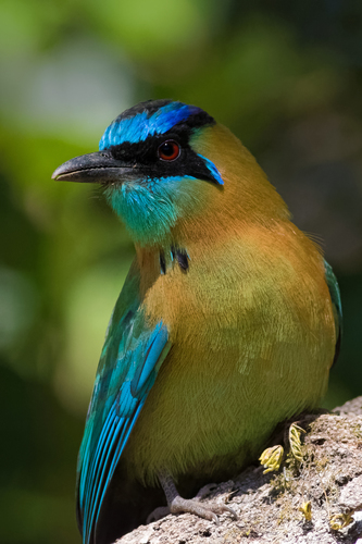 Lesson's Motmot