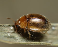 Rhyzobius litura
