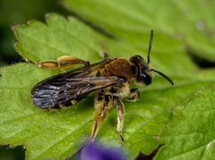 Andrena curvungula