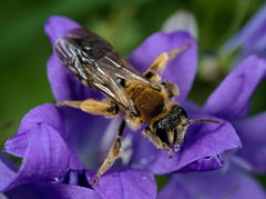 Andrena curvungula